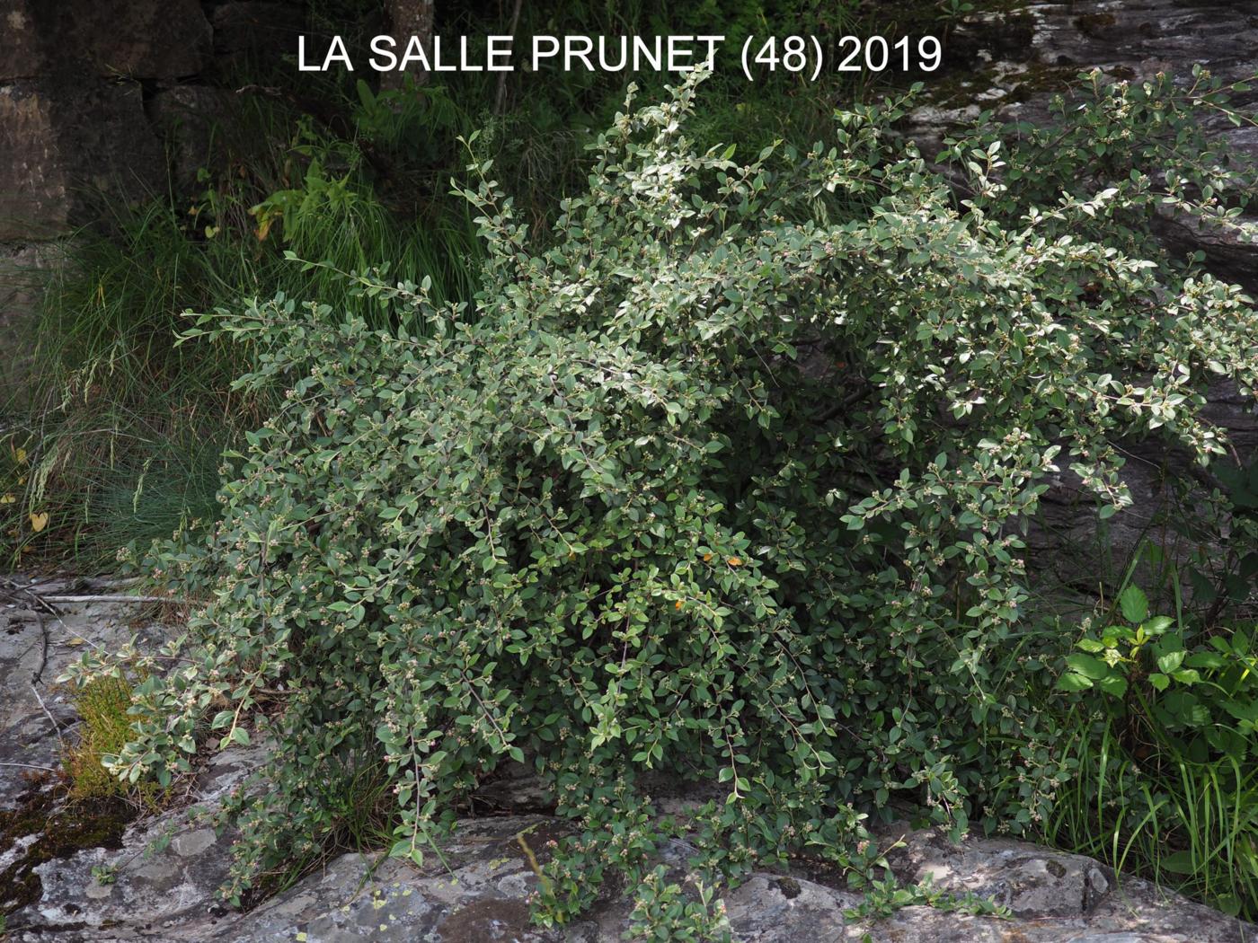 Cotoneaster, Franchet`s plant